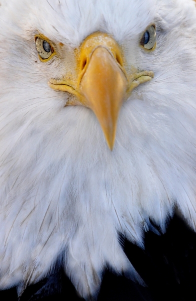 Photograph Barry Steven Greff Eagle on One Eyeland